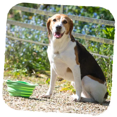 Beco Pets Collapsible Travel Bowl Green