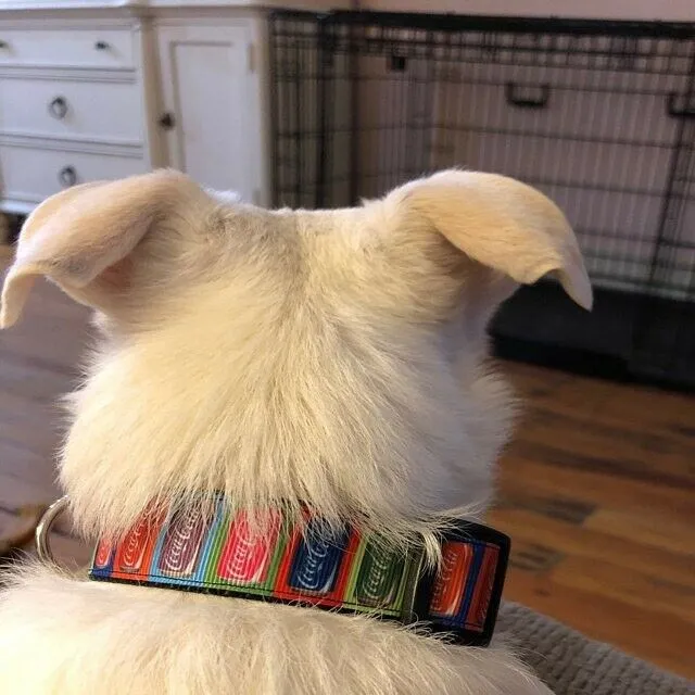 Chuck & Bride Dog collar handmade adjustable buckle collar 5/8"wide or leash Petcollarshandmade