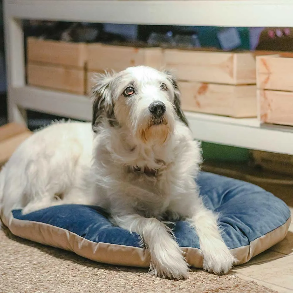 FERPLAST Prince 65/6 Cushion for Dogs and Cats to fit Siesta 6 Beds