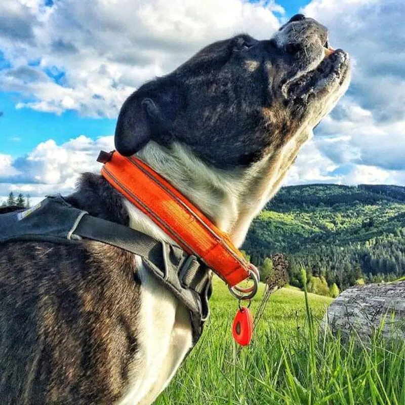 Flea & Tick Prevention Non-toxic Ultrasonic Collar Tag For Pets