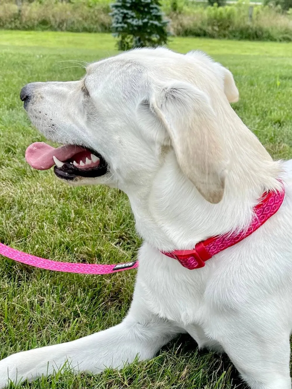 Hot Pink Boho Tribal Print Adjustable Fashion Dog Collar