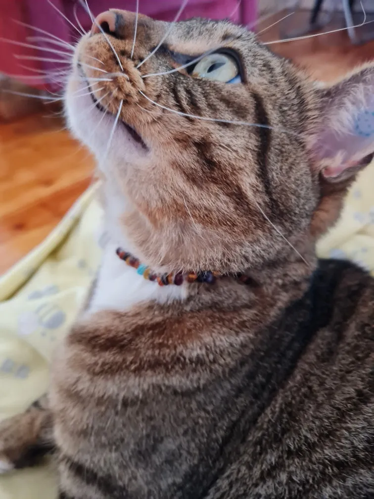Pampered Pets Amber Collars | Lemon with Rose Quartz
