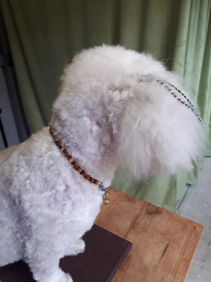 Pampered Pets Amber Collars | Lemon with Rose Quartz
