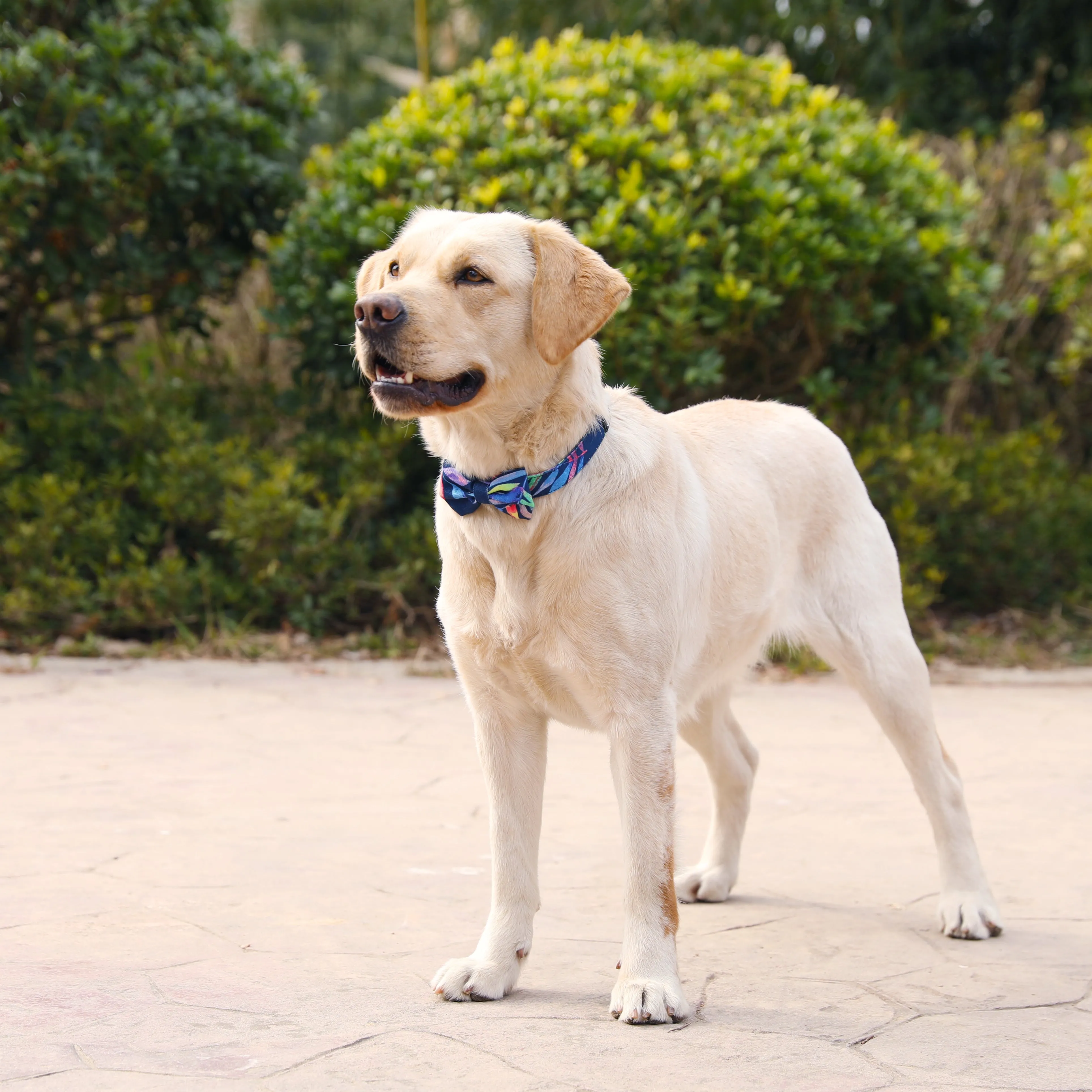 Tropical Dog Collar with Bow Tie